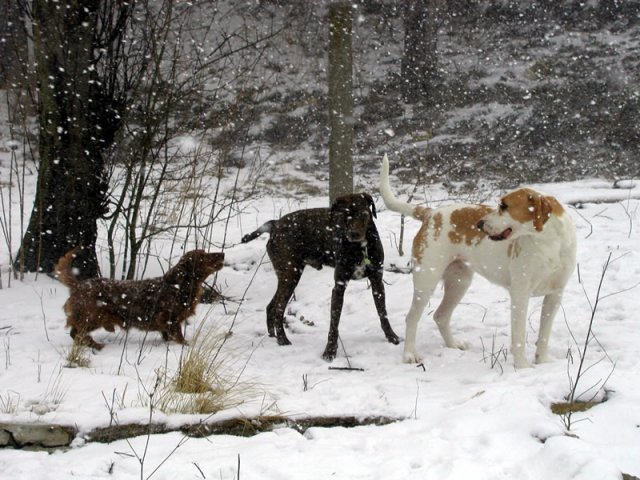 Schnee Hunde