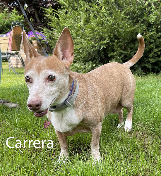 Hund Carrera 550