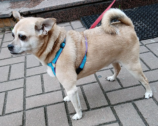 Rocky Pincher Mix 2 550