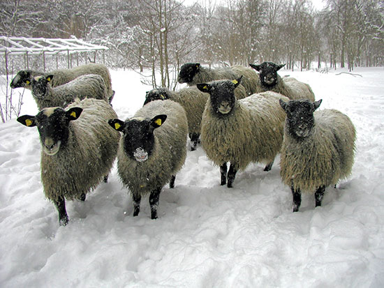 Schafe 1 Schnee
