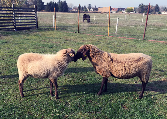 Schafe Zwei 1 550