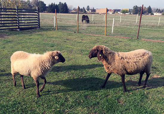Schafe Zwei 2 550